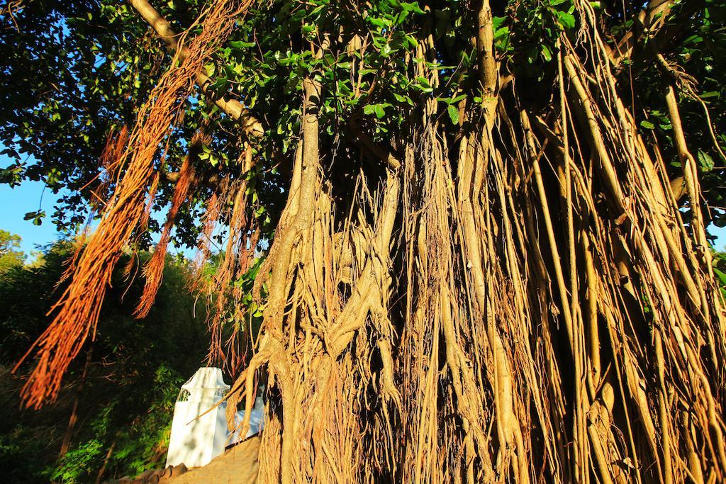 Pousada Do Vale Fernando de Noronha Eksteriør billede